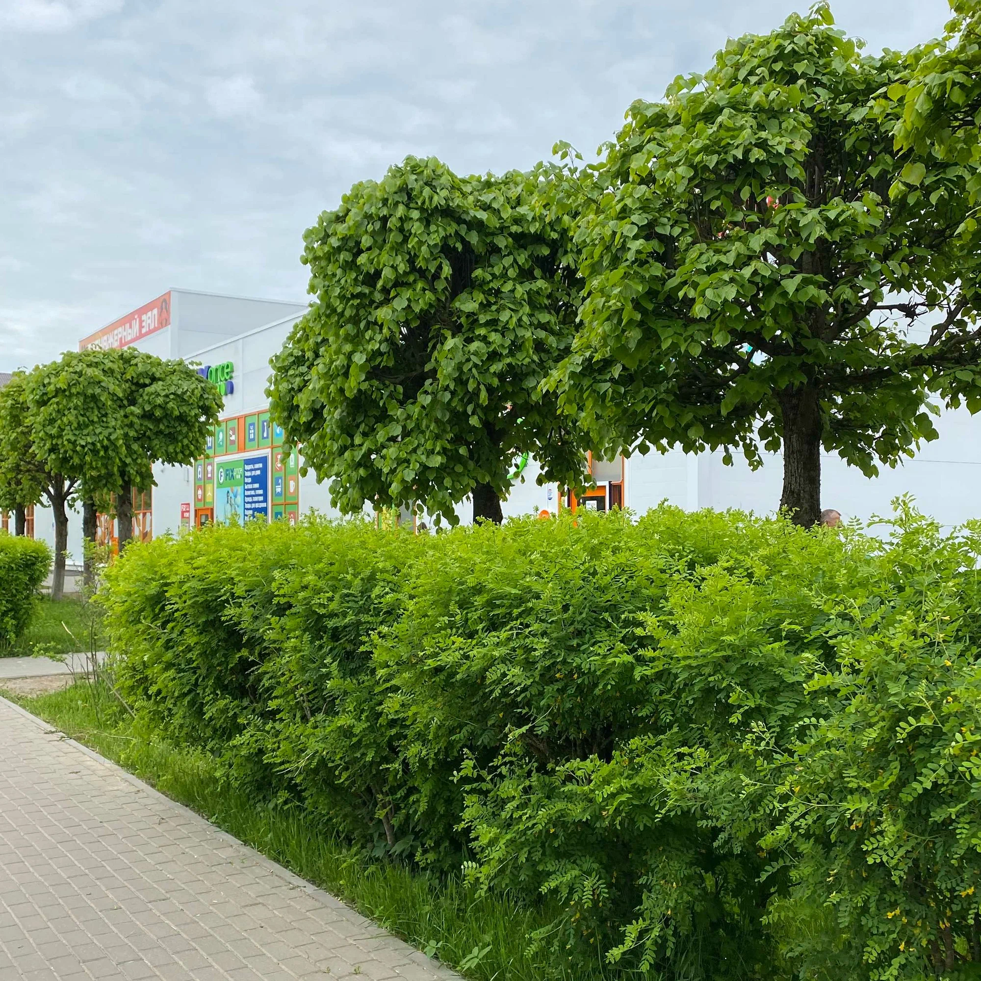 luybov brazhitskaya