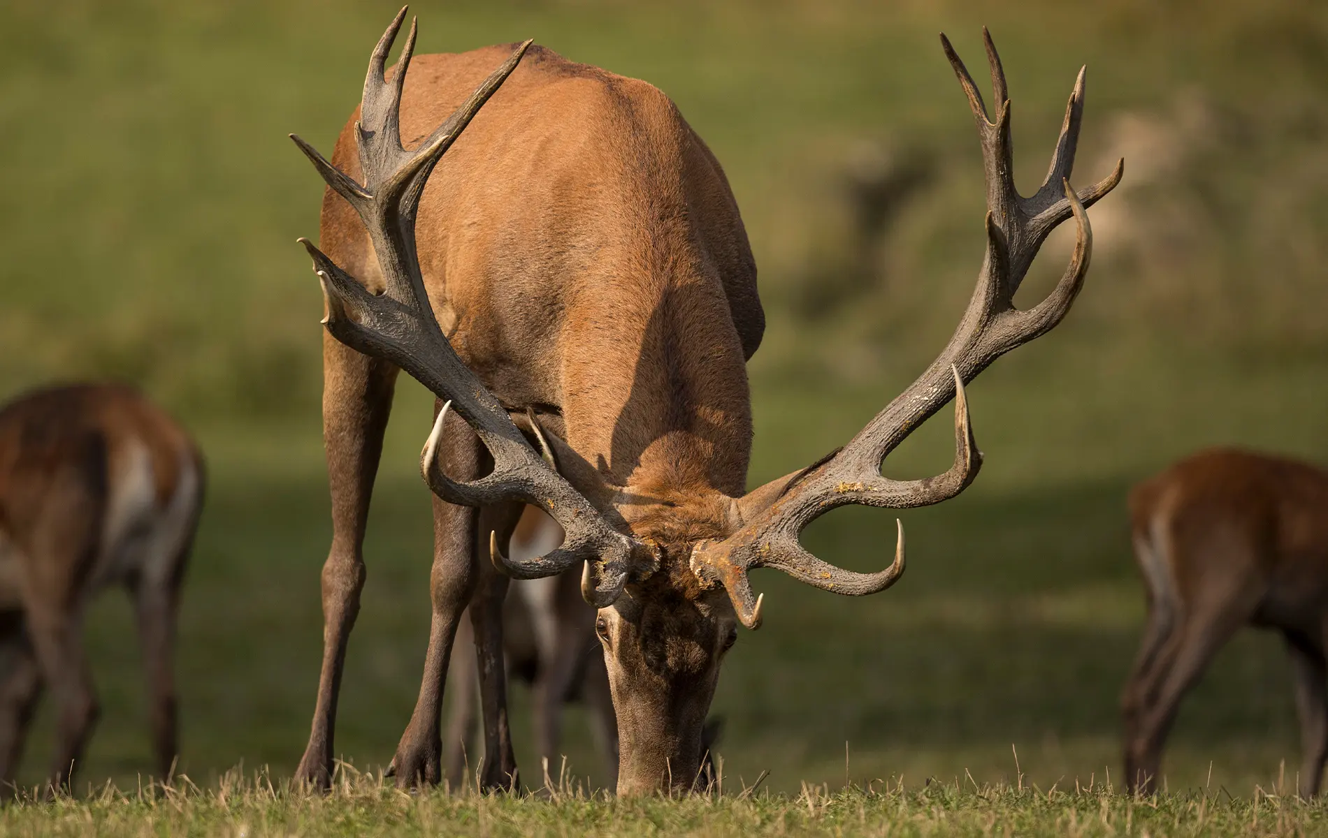 Маральник «Каимское»