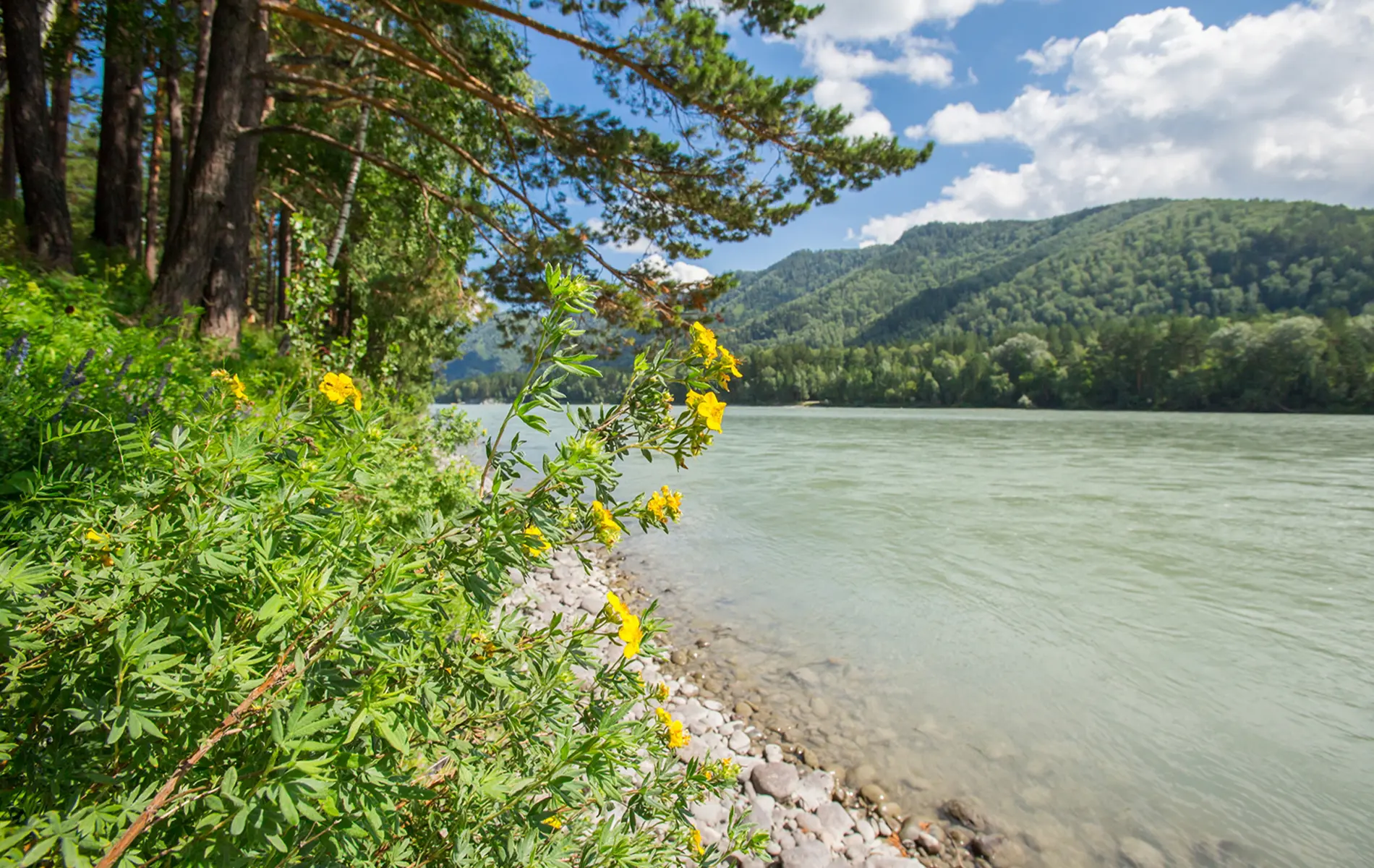 Сокровища Катуни